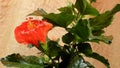 Blossoming of red ibiscus in greenhouse