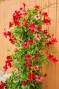 Blossoming red mandevilla flower in a garden agains wooden fence background