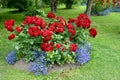 The blossoming red park rose and blue lobelias. A flower bed in park
