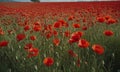 Blossoming Red Poppies in Sunlit Field with Distant Horizon