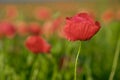 Blossoming poppy close-up surrounded by other poppies 3