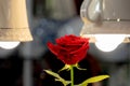 A blossoming red rose illuminated by lamps Royalty Free Stock Photo