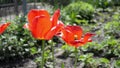 Blossoming red tulips in the garden against the backdrop of brick house, closeup