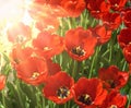 Blossoming red tulips in the rays of a bright sun Royalty Free Stock Photo