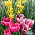 Blossoming red tulips and yellow dafodills