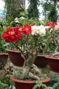 Blossoming red and white adenium in flower pots Royalty Free Stock Photo