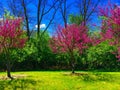 Blossoming Redbuds