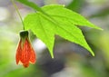 Blossoming Redvein abutilon  Abutilon pictum  or Indian mallow. Royalty Free Stock Photo