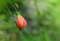 Blossoming Redvein abutilon  Abutilon pictum  or Indian mallow. Royalty Free Stock Photo