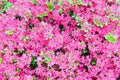 Blossoming Rhododendron bush with pink flowers Royalty Free Stock Photo