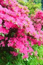 Blossoming Rhododendron bush with pink flowers Royalty Free Stock Photo