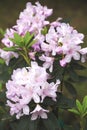 Blossoming rhododendron flowers in spring Royalty Free Stock Photo