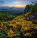 Rhododendron yellow in the mountains. Dawn. Large flowers.