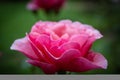 Blossoming Rich Pink Rose