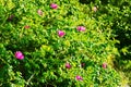 Blossoming Rosa canina shrub, commonly known as the dog rose. Royalty Free Stock Photo