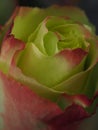 Blossoming rose. Bud of yellow petals with a red border. Royalty Free Stock Photo