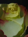 Blossoming rose. Bud of yellow petals with a red border. Royalty Free Stock Photo