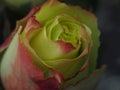 Blossoming rose. Bud of yellow petals with a red border. Royalty Free Stock Photo