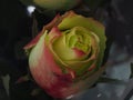 Blossoming rose. Bud of yellow petals with a red border. Royalty Free Stock Photo