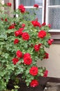 Blossoming rose bush near window