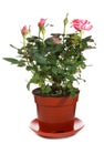 Blossoming rose plant in flowerpot