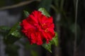 A blossoming Rose of Sharon Hibiscus Syriacus Royalty Free Stock Photo