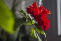 A blossoming Rose of Sharon Hibiscus Syriacus Royalty Free Stock Photo