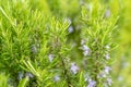 Blossoming rosemary plant Royalty Free Stock Photo