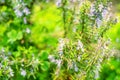 Blossoming rosemary plant Royalty Free Stock Photo