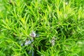 Blossoming rosemary plant Royalty Free Stock Photo