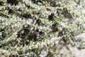 Blossoming rosemary plants on the blue green bokeh herb garden background. Rosmarinus officinalis angustissimus Benenden Blue Royalty Free Stock Photo