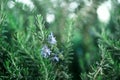 Blossoming rosemary plants with flowers on green bokeh herb background. Rosmarinus officinalis angustissimus Benenden Royalty Free Stock Photo