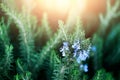 Blossoming rosemary plants with flowers on green bokeh herb background. Rosmarinus officinalis angustissimus Benenden Royalty Free Stock Photo