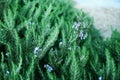 Blossoming rosemary plants with flowers on green bokeh herb background. Rosmarinus officinalis angustissimus Benenden Royalty Free Stock Photo