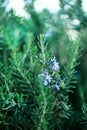 Blossoming rosemary plants with flowers on green bokeh herb background. Rosmarinus officinalis angustissimus Benenden Royalty Free Stock Photo