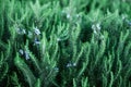 Blossoming rosemary plants with flowers on green bokeh herb background. Rosmarinus officinalis angustissimus Benenden