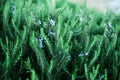 Blossoming rosemary plants with flowers on green bokeh herb background. Rosmarinus officinalis angustissimus Benenden Royalty Free Stock Photo