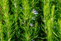 Blossoming rosemary plants Rosmarinus officinalis or Salvia rosmarinus in Massandra park. Selected focus Royalty Free Stock Photo