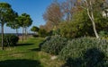 Blossoming rosemary plants Rosmarinus officinalis or Salvia rosmarinuson Olympic Embankment in Sirius, new village in Imereti lo Royalty Free Stock Photo