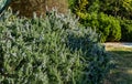 Blossoming rosemary plants Rosmarinus officinalis or Salvia rosmarinuson Olympic Embankment in Sirius, new village