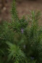 Blossoming rosemary, Rosmarinus officinalis closeup Royalty Free Stock Photo