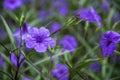 Blossoming ruellia brittoniana flowers closeup