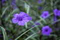 Blossoming ruellia brittoniana flowers closeup