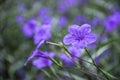 Blossoming ruellia brittoniana flowers closeup