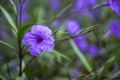 Blossoming ruellia brittoniana flowers closeup