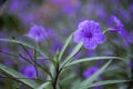 Blossoming ruellia brittoniana flowers closeup