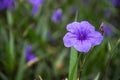 Blossoming ruellia brittoniana flowers closeup