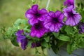 Blossoming ruellia brittoniana flowers closeup