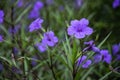 Blossoming ruellia brittoniana flowers closeup