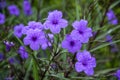 Blossoming ruellia brittoniana flowers closeup